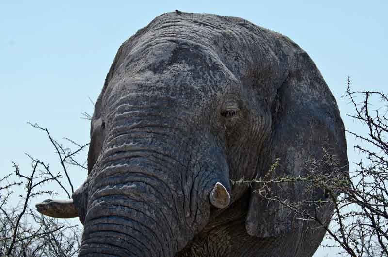 54 - Namibia - elefante - parque nacional de Etosha